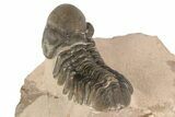 Reedops Trilobite - Lghaft , Morocco #186747-4